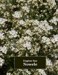 Nowele - ebooki