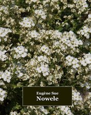 : Nowele - ebooki